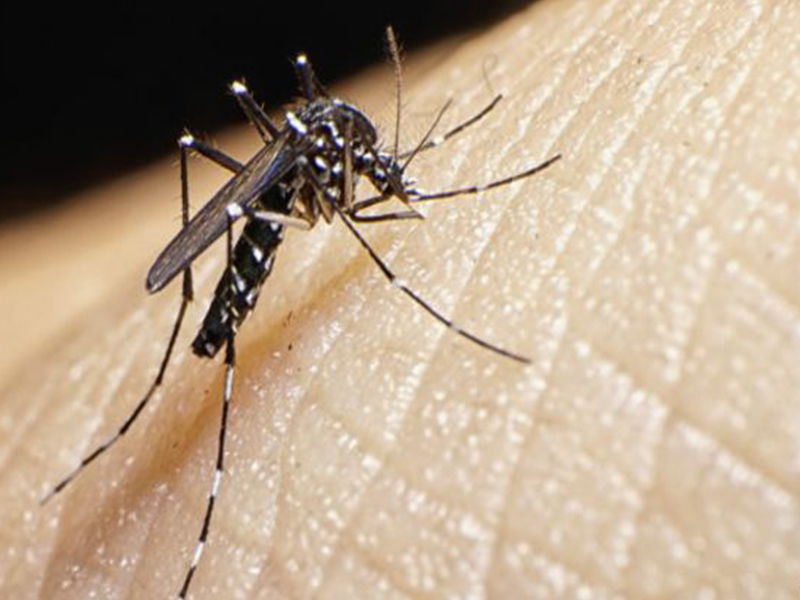 La Organización Mundial de Salud manifestó que el virus del Zika constituye  una emergencia internacional 