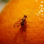 SENASA trabaja en la erradicación y prevención moscas de las frutas
