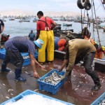 Pesca del mes de Julio no alcanzaría cuota por Fenómeno  del Niño
