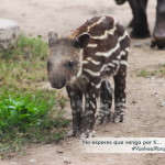 Parque de las Leyendas presenta a cría de tapir amazónico