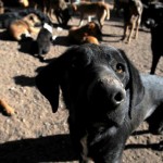 Envenenan a once perros para robar casas y autos