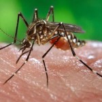Especialista señala cuidados que deben tener las personas para protegerse de los mosquitos y zancudos este verano