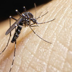 La Organización Mundial de Salud manifestó que el virus del Zika constituye una emergencia internacional