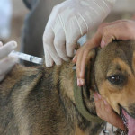 ONG ‘Creamos’ inicia campaña de esterilización y control sanitario de canes