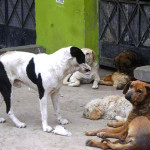 Perros callejeros pondrían en riesgo la salud de pobladores