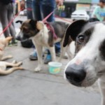 Pobladores sugieren más campañas de esterilización y albergues para perros abandonados