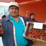 Productores de fresas piden apoyo para riego en Valle Verde de Manchay