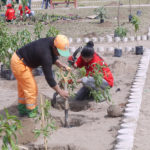 Más de 500 de árboles fueron plantados en Villa El Salvador