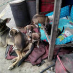 Realizarán campaña de esterilización para perros y gatos en Villa El Salvador