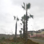 Siembran palmeras en Av. Unión para mejoras del ornato del sector Micaela Bastidas