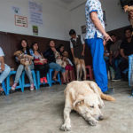 Realizarán campaña de vacunación para las mascotas en Villa El Salvador