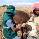 Minagri lanza campaña de aretado para identificar ganado en el Perú