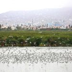 Pantanos de Villa: miles de aves migratorias llegan a los humedales