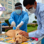 Campaña gratuita de vacunación antirrábica canina 2020 en Lima Sur