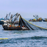 Chimbote: Más del 70% de la población depende del sector pesca