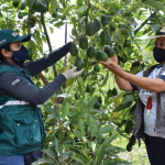 PERÚ SUPERA A CHILE EN AGROEXPORTACIÓN Y CREA MILES DE EMPLEOS