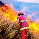 INCENDIOS FORESTALES DEVASTAN FAUNA Y AGRICULTURA: PIDEN AYUDA URGENTE