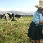 QALI WARMA Y VASO DE LECHE PODRÍAN ELEVAR LA PRODUCCIÓN DE LÁCTEOS EN PERÚ A UN 6% ANUAL