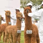 PERÚ MODA DECO Y ALPACA FIESTA GENERARÁN NEGOCIOS POR US$ 85.5 MILLONES